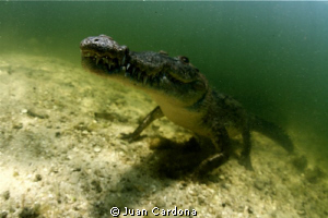 It`s You Again ! by Juan Cardona 